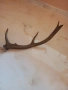 еленски рог , снимка 1