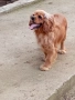 Американски кокер шпаньол , снимка 2