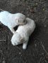 Подарявам малки кученца от родители мъничета намират се в Димитровград тел 0878821343 , снимка 1