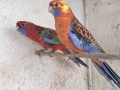 продавам папагали пенантова розела, снимка 1