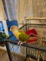 Папагал Конюри Conure, снимка 3