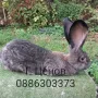 Продавам зайци великани, снимка 9
