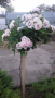 Щамбови рози, цветово разнообразие., снимка 3