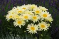 Leucanthemum maximum Banana Cream(Маргарита), снимка 1