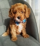 Cavapoo/Mini poodle , снимка 5