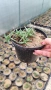Делосперма (Delosperma cooperii), вечнозелено многогодишно сукулентно растение, снимка 11