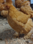 продавам кокошки и петли Кохин стандарт , снимка 1 - други­ - 44948402
