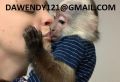 весели бебета маймуни капуцин налични за продажба, снимка 1 - Други - 45511103