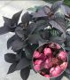 Хортензия серата (Daredevil®), снимка 1 - Градински цветя и растения - 45232744