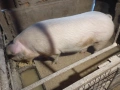 Домашно гледани прасета, снимка 4