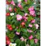 Begonia Бегония едногодишна, снимка 1 - Градински цветя и растения - 45841929