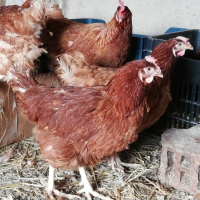Ломан Браун кокошки за Яйца, кокошки, петли , снимка 1 - Кокошки и пуйки - 41756675