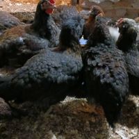 Продавам пилета , снимка 3 - Кокошки и пуйки - 45354796