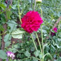 грудки за далии (гергини), снимка 4 - Градински цветя и растения - 45480302