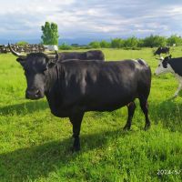 Продавам крави, снимка 1 - Крави - 45626413