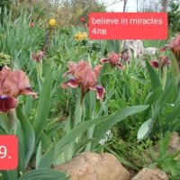 11 мини ириси за градината , снимка 4 - Градински цветя и растения - 45344601
