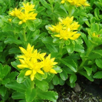 камчатски седум , снимка 2 - Градински цветя и растения - 45062225