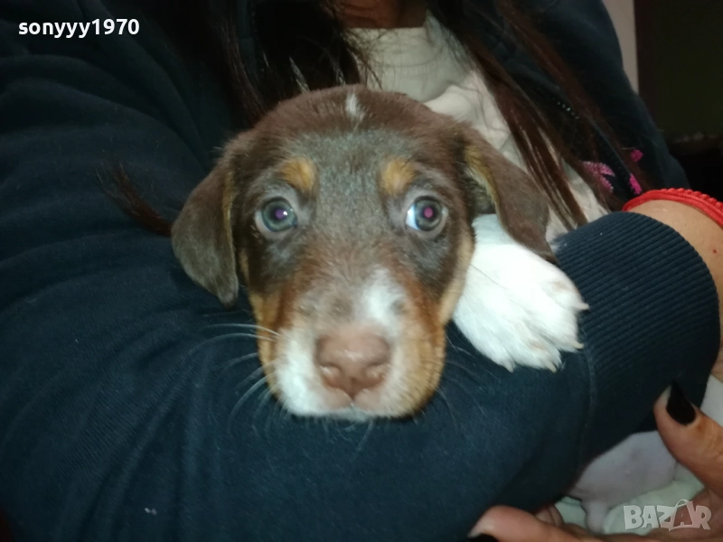 ДЖАК-женско КУТРЕ 2609250834, снимка 1