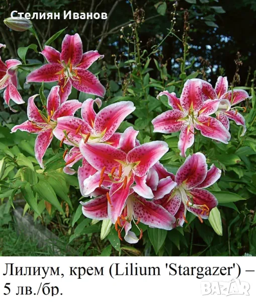 Лилиум, крем (Lilium 'Stargazer') – огромни грудки, снимка 1