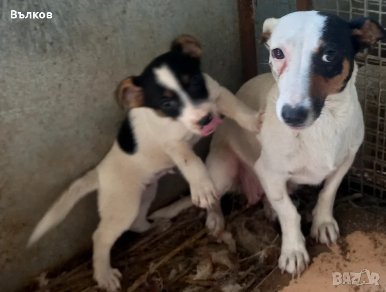 Джак-ръсел териер, снимка 1