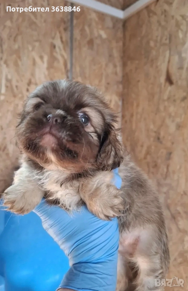 Пекинез, снимка 1