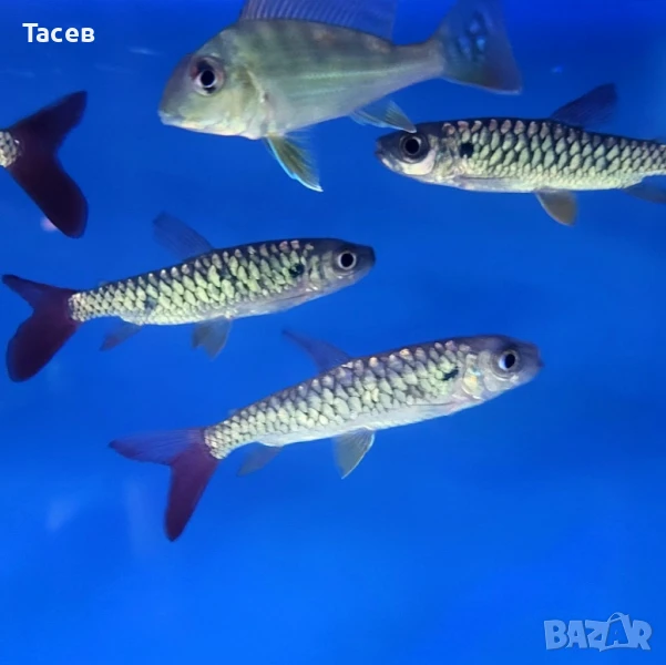 Риба тукан 5-6см, снимка 1