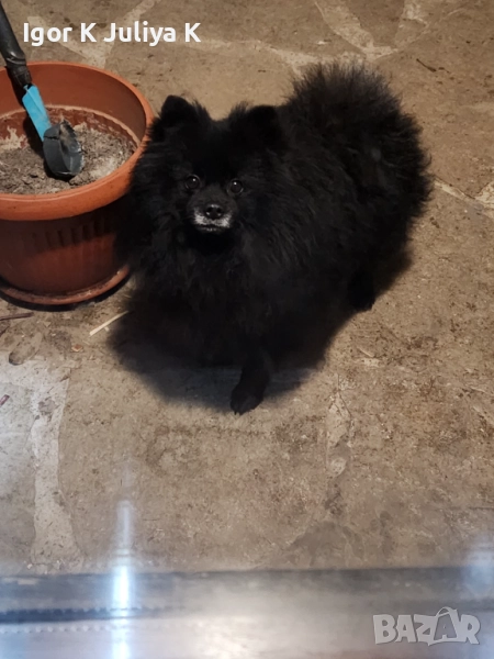 уникален померан тип черна перла, невероятно красив.  , снимка 1