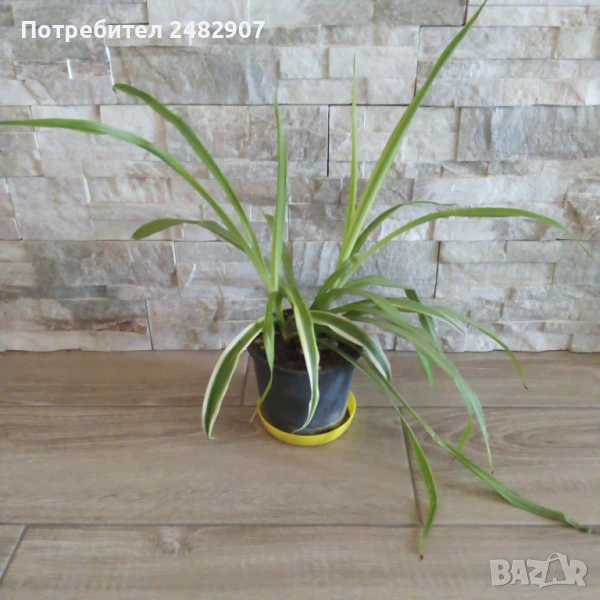 "Хлорофитум" , снимка 1