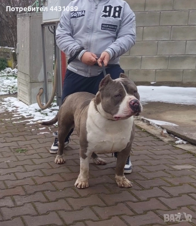 Американско були ххл за расплод, снимка 1