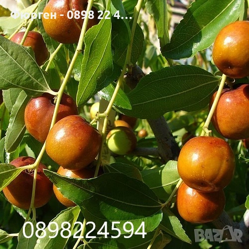 Хинап сорт „Ли“ (Li) ГИГАНСКИ В плододаваща възраст !!!, снимка 1