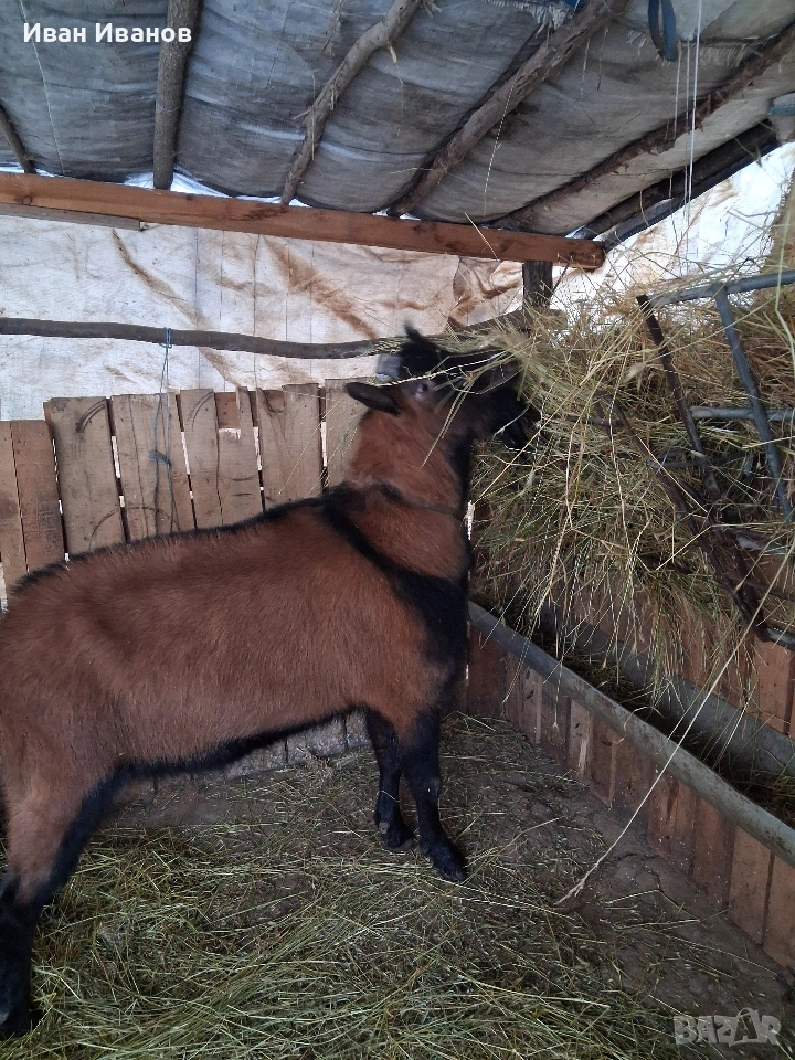 френски алпин, снимка 1