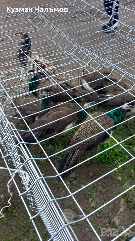 Продавам пауни , снимка 1