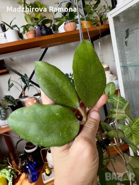 Hoya CV.Joy seeds , снимка 1