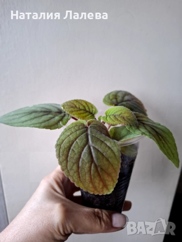 синингия, sinningia HCY'S Peacock, снимка 3 - Стайни растения - 51961661