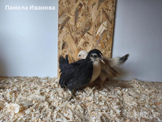 Шабо пиленца на 45 дни 