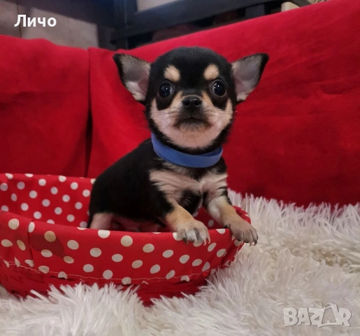 продавам чихуахуа , снимка 5 - Чихуахуа - 53692945