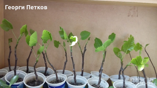 Смокини разсад в кофичка, с височина 20-25см.