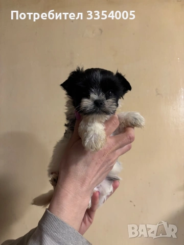 Женско мини йорки , снимка 4 - Йоркширски териер - 53650157