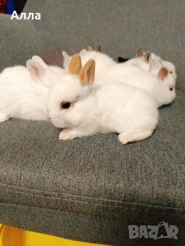 Голландско джуджета 