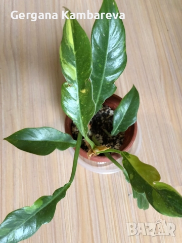 Philodendron Ring of Fire 