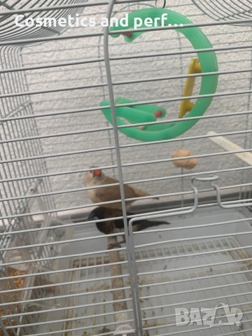 Продавам амадинки заедно с кафеса , снимка 2 - Амадини - 54138646