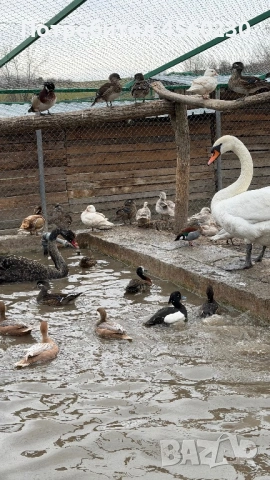 Лебеди, гъски, патки, снимка 5 - други­ - 53910257