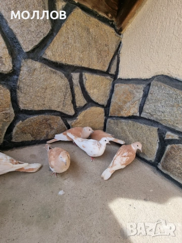 Смеещи Гугутки