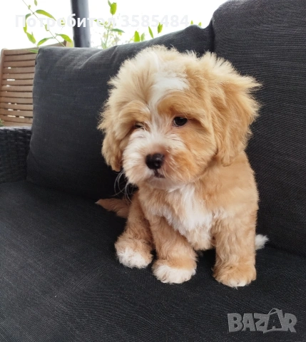 Shih poo /Mini poodle 