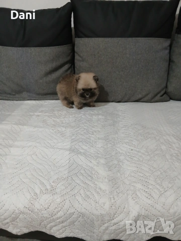 Mini Pomeran, снимка 12 - Померан - 53717466