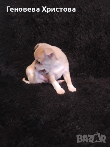  Чистокръвни пинчери!Мъжко и женско!, снимка 14 - Пинчер - 53620606