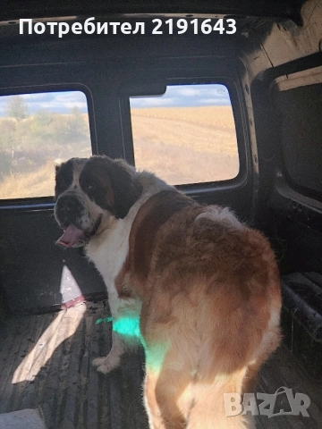 женски санбернар, снимка 2 - Санбернари - 52255199