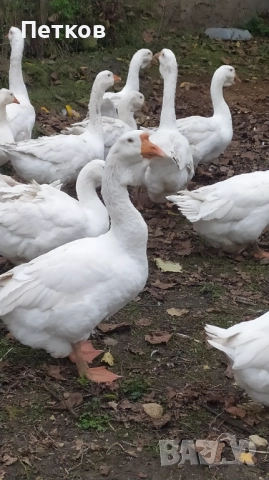 Гъски 2025, снимка 4 - Патици и гъски - 52358678