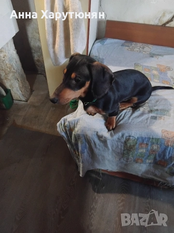 продавам едно мъжко дакелче, снимка 2 - Дакели - 53136066