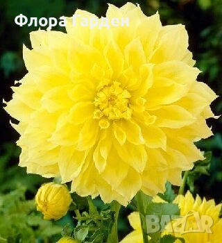 ДАЛИЯ - Глудки, снимка 17 - Сортови семена и луковици - 44793217